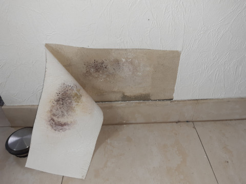 Schimmelbefall in der Wohnung